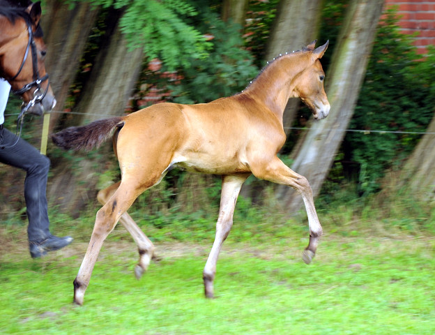 Hermes von Millenium - Le Rouge - Foto: Beate Langels - Trakehner Gestt Hmelschenburg