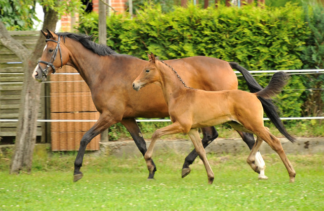 Hermes von Millenium - Le Rouge - Foto: Beate Langels - Trakehner Gestt Hmelschenburg