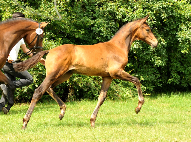 Hermes von Millenium - Le Rouge - Foto: Beate Langels - Trakehner Gestt Hmelschenburg