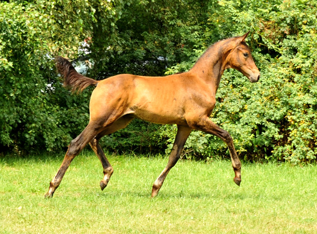 Hermes von Millenium - Le Rouge - Foto: Beate Langels - Trakehner Gestt Hmelschenburg