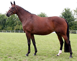 Siegerstute Hermonia v. Summertime, Foto: Eric Jrgensen