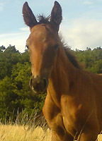 Trakehner Hengstfohlen von Showmaster