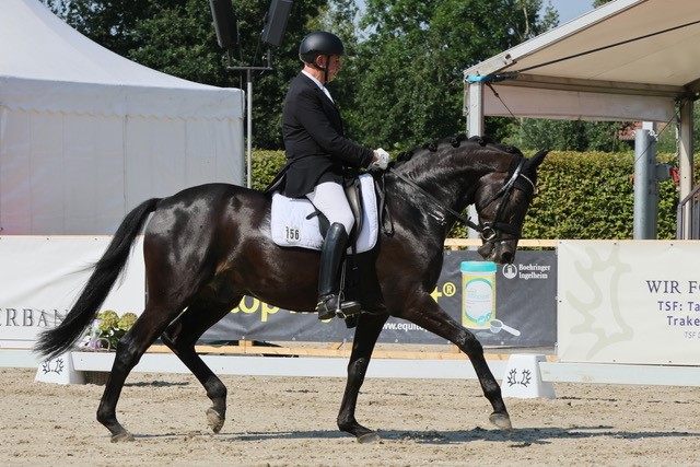 Highclere - Trakehner von Saint Cyr u.d. Hanna v. Summertime  - Foto:  Trakehner Gest t H melschenburg