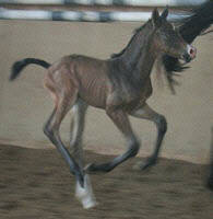 2 Tage altes Trakehner Hengstfohlen von Shavalou u.d. Highlife v. Starway, Foto: Dr. Ewald Pigisch