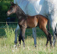 Stutfohlen von Summertime - Arc de Triomphe