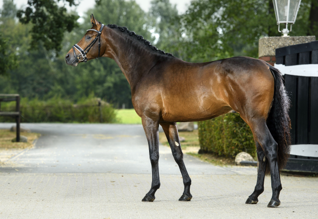 His Moment von Millenium - Le Rouge - Foto: Guido Recki - Trakehner Gestt Hmelschenburg