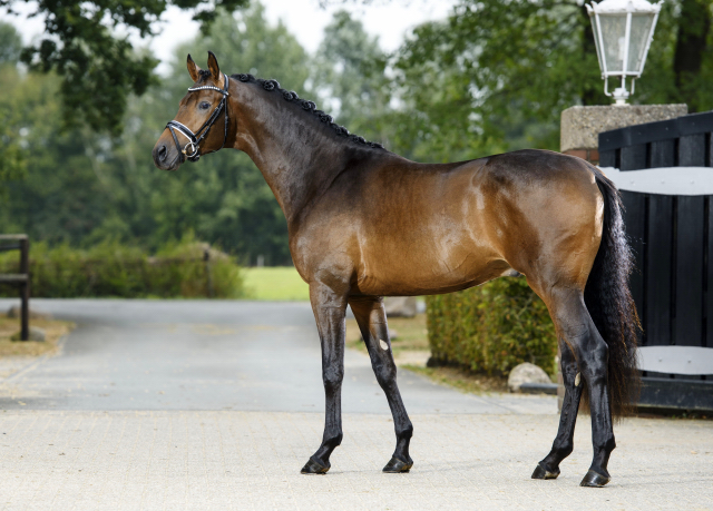 His Moment von Millenium - Le Rouge - Foto: Guido Recki - Trakehner Gestt Hmelschenburg