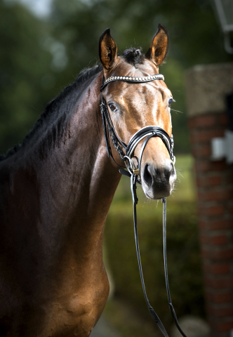 Trakehner Siegerhengst von His Moment v. Millenium x Le Rouge