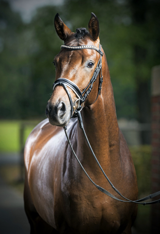 His Moment von Millenium - Le Rouge - Foto: Guido Recki - Trakehner Gestt Hmelschenburg