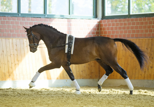 His Moment von Millenium - Le Rouge - Foto: Guido Recki - Trakehner Gestt Hmelschenburg