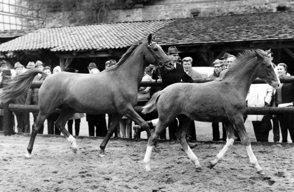 Trakehner Stute Zauberlied von Lateran - Gestt Hmelschenburg