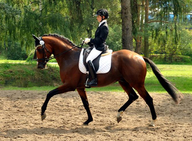 High Motion von Saint Cyr und Stephanie Leuenberger - Foto Beate Langels - Gestt Hmelschenburg