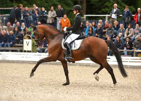 Trakehner Hengst High Motion von Saint Cyr x Summertime, Beate Langels - Gestt Hmelschenburg