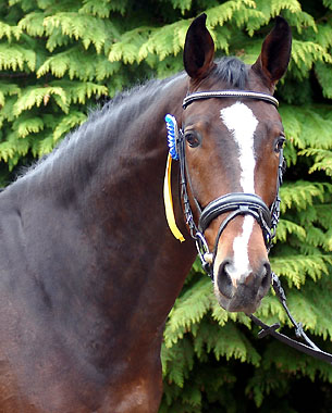 Viareggio - Dunkelbrauner Trakehner Wallach von Exclusiv - Showmaster, im April 2008