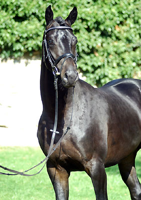 Trakehner Hengst von Summertime u.d. Greta Garbo v. Alter Fritz - Trakehner Gestt Hmelschenburg - Beate Langels