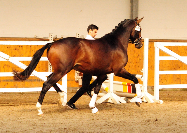 Hengst von Honor du Soir u.d. Pr.u.StPrSt. Grace Note v. Alter Fritz, Foto: Beate Langels