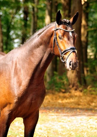 Goldrausch - Trakehner Hengst von Honor du Soir u.d. Pr.u.StPrSt. Grace Note v. Alter Fritz, Foto: Beate Langels