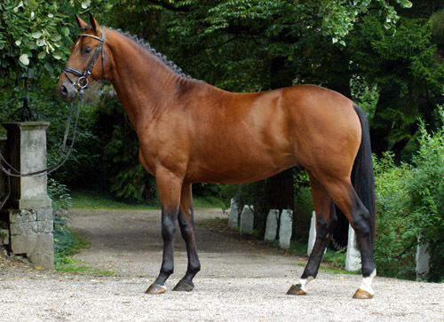 Zweijhriger Hengst Khedira von Summertime u.d. ESt. Kalmar v. Exclusiv - Trakehner Gestt Hmelschenburg - Foto: Beate Langels