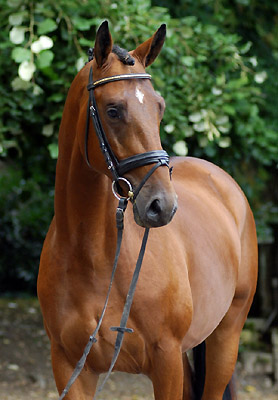 Zweijhriger Hengst Khedira von Summertime u.d. ESt. Kalmar v. Exclusiv - Trakehner Gestt Hmelschenburg - Foto: Beate Langels