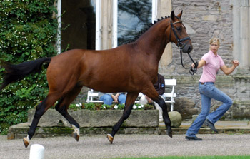 Zweijhriger Hengst Khedira von Summertime u.d. ESt. Kalmar v. Exclusiv - Trakehner Gestt Hmelschenburg - Foto: Beate Langels