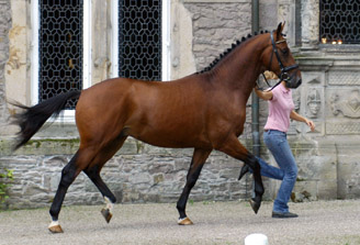 Zweijhriger Hengst Khedira von Summertime u.d. ESt. Kalmar v. Exclusiv - Trakehner Gestt Hmelschenburg - Foto: Beate Langels