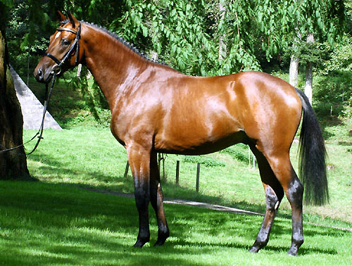 Zweijhriger Hengst von Summertime - Herzruf - im August 2010- Trakehner Gestt Hmelschenburg - Foto: Beate Langels