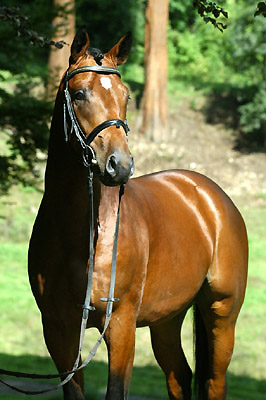 Zweijhriger Hengst von Summertime - Herzruf - im August 2010- Trakehner Gestt Hmelschenburg - Foto: Beate Langels