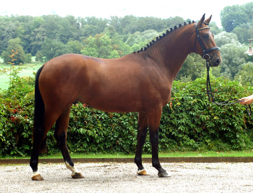 Zweijhriger Hengst Khedira von Summertime u.d. ESt. Kalmar v. Exclusiv - Trakehner Gestt Hmelschenburg - Foto: Beate Langels