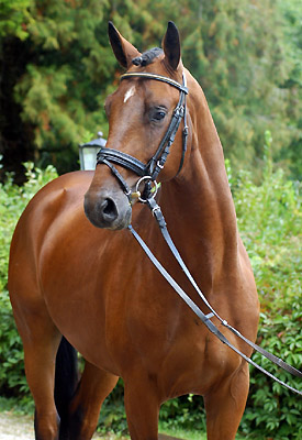 Zweijhriger Hengst Khedira von Summertime u.d. ESt. Kalmar v. Exclusiv - Trakehner Gestt Hmelschenburg - Foto: Beate Langels