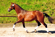 Im August 2016 in Hmelschenburg 2016