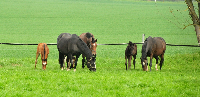 - 1. Mai 2021 - Foto: Beate Langels -
Trakehner Gestüt Hämelschenburg