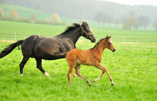 - 1. Mai 2021 - Foto: Beate Langels -
Trakehner Gestüt Hämelschenburg