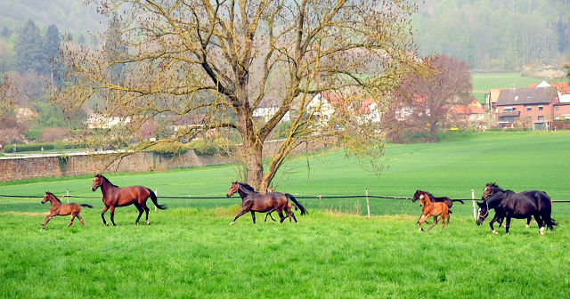 - 1. Mai 2021 - Foto: Beate Langels -
Trakehner Gestüt Hämelschenburg