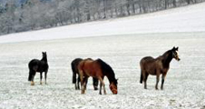 impressions february - Trakehner Gestt Hmelschenburg 2018 - Foto: Beate Langels