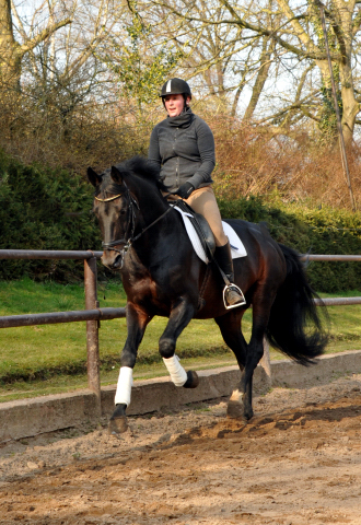 Oliver Twist und Sophie - Foto: Beate Langels - Trakehner Gestüt Hämelschenburg