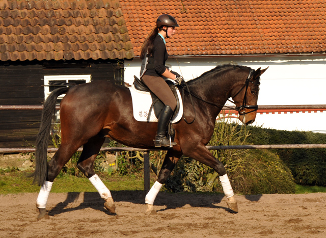 Valentiano - Foto: Beate Langels - Trakehner Gestt Hmelschenburg