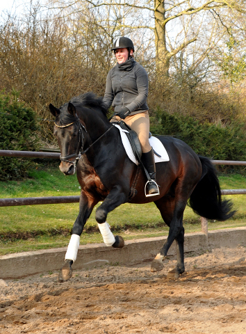 Oliver Twist und Sophie - Foto: Beate Langels - Trakehner Gestt Hmelschenburg