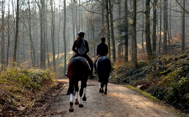 - Foto: Beate Langels - Trakehner Gestt Hmelschenburg