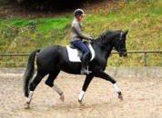 November - Impressionen - Trakehner Gestt Hmelschenburg 2018 - Foto: Beate Langels
