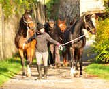 November - Impressionen - Trakehner Gestt Hmelschenburg 2018 - Foto: Beate Langels