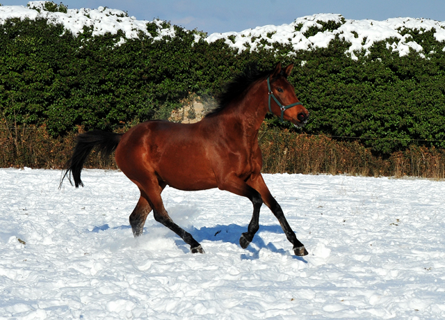 Schwalbe's Beauty v. High Motion - 12. Februar 2021 - Foto: Beate Langels - 
Trakehner Gestt Hmelschenburg