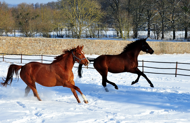 Glory Fire v. Alter Fritz u. Schwalbe's Beauty v. High Motion - 12. Februar 2021 - Foto: Beate Langels - 
Trakehner Gestt Hmelschenburg