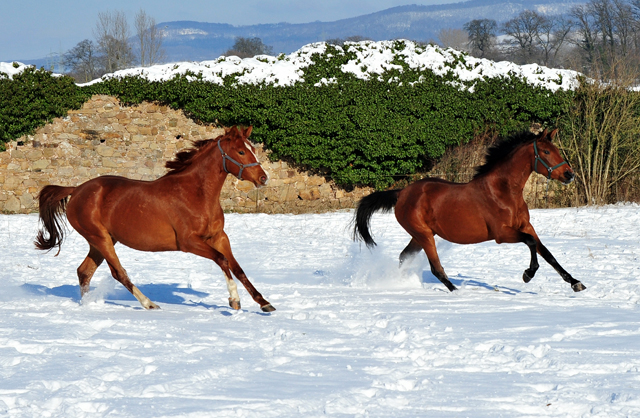 Schwalbe's Beauty v. High Motion - 12. Februar 2021 - Foto: Beate Langels - 
Trakehner Gestt Hmelschenburg