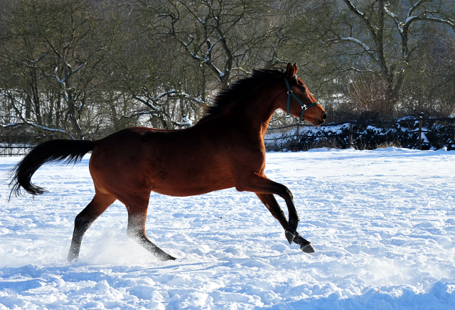 Schwalbe's Beauty v. High Motion - 12. Februar 2021 - Foto: Beate Langels - 
Trakehner Gestt Hmelschenburg