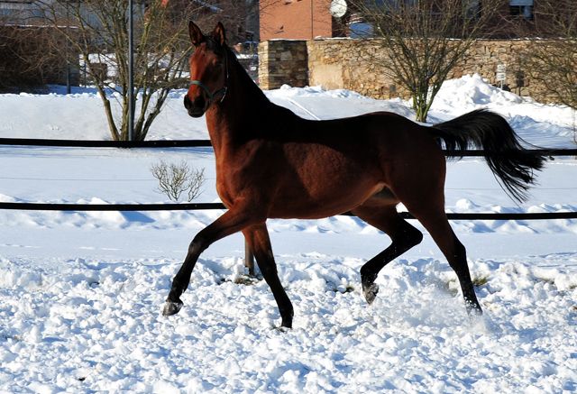 Schwalbe's Beauty v. High Motion - 12. Februar 2021 - Foto: Beate Langels - 
Trakehner Gestt Hmelschenburg