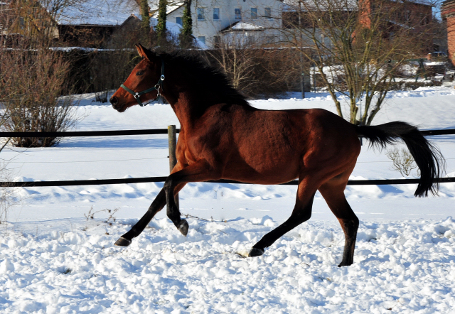 Schwalbe's Beauty v. High Motion - 12. Februar 2021 - Foto: Beate Langels - 
Trakehner Gestt Hmelschenburg