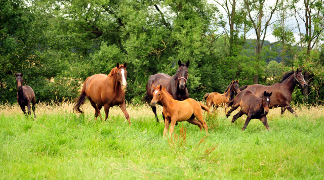 14. Juli 2016 - Trakehner Gestt  Hmelschenburg - Beate Langels