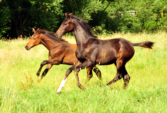 14. Juli 2016 - Trakehner Gestt  Hmelschenburg - Beate Langels
