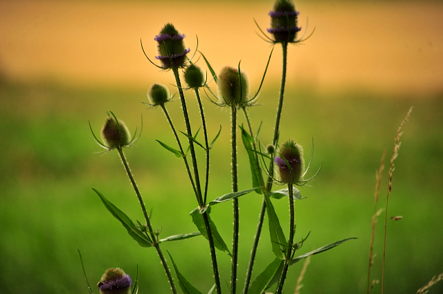 14. Juli 2016 - Trakehner Gestt  Hmelschenburg - Beate Langels