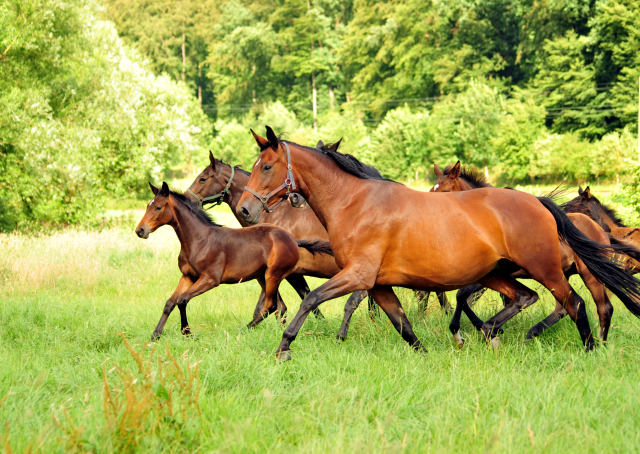 14. Juli 2016 - Trakehner Gestt  Hmelschenburg - Beate Langels